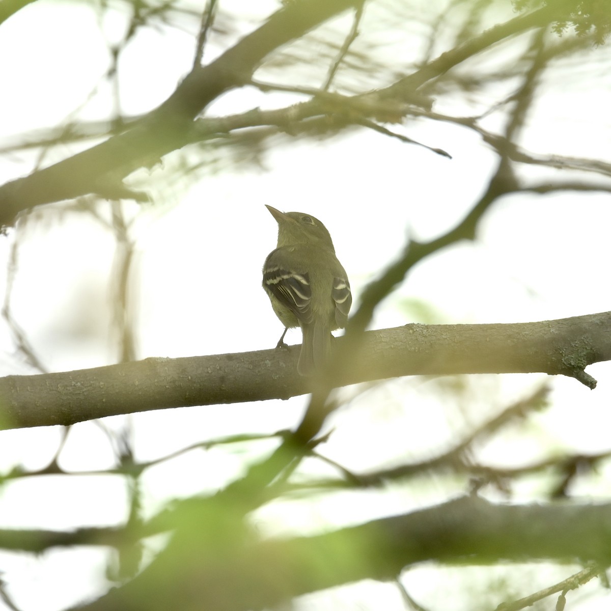 Least Flycatcher - ML635797016