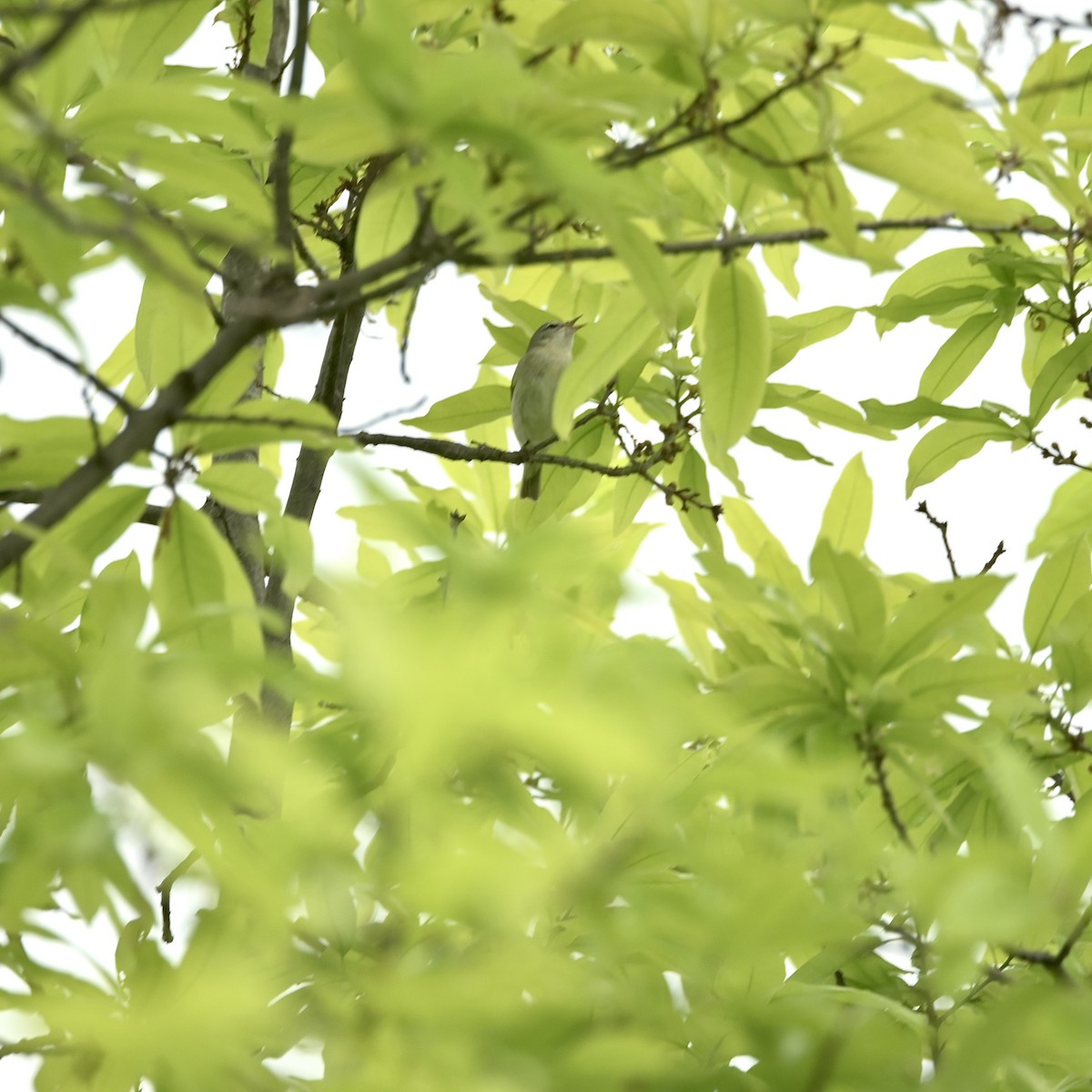 Tennessee Warbler - ML635797039