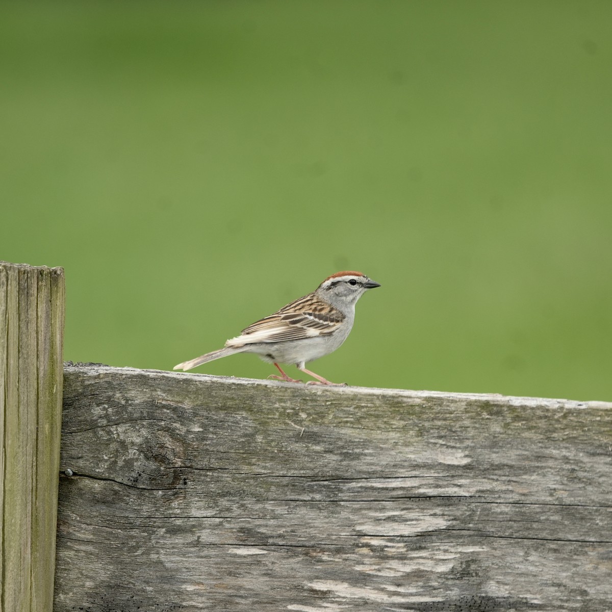 Chipping Sparrow - ML635797133