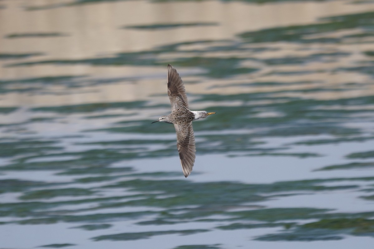 Lesser Yellowlegs - ML635797190