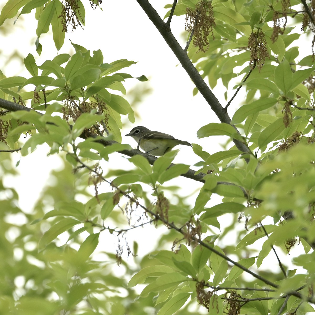 Blue-headed Vireo - ML635797210