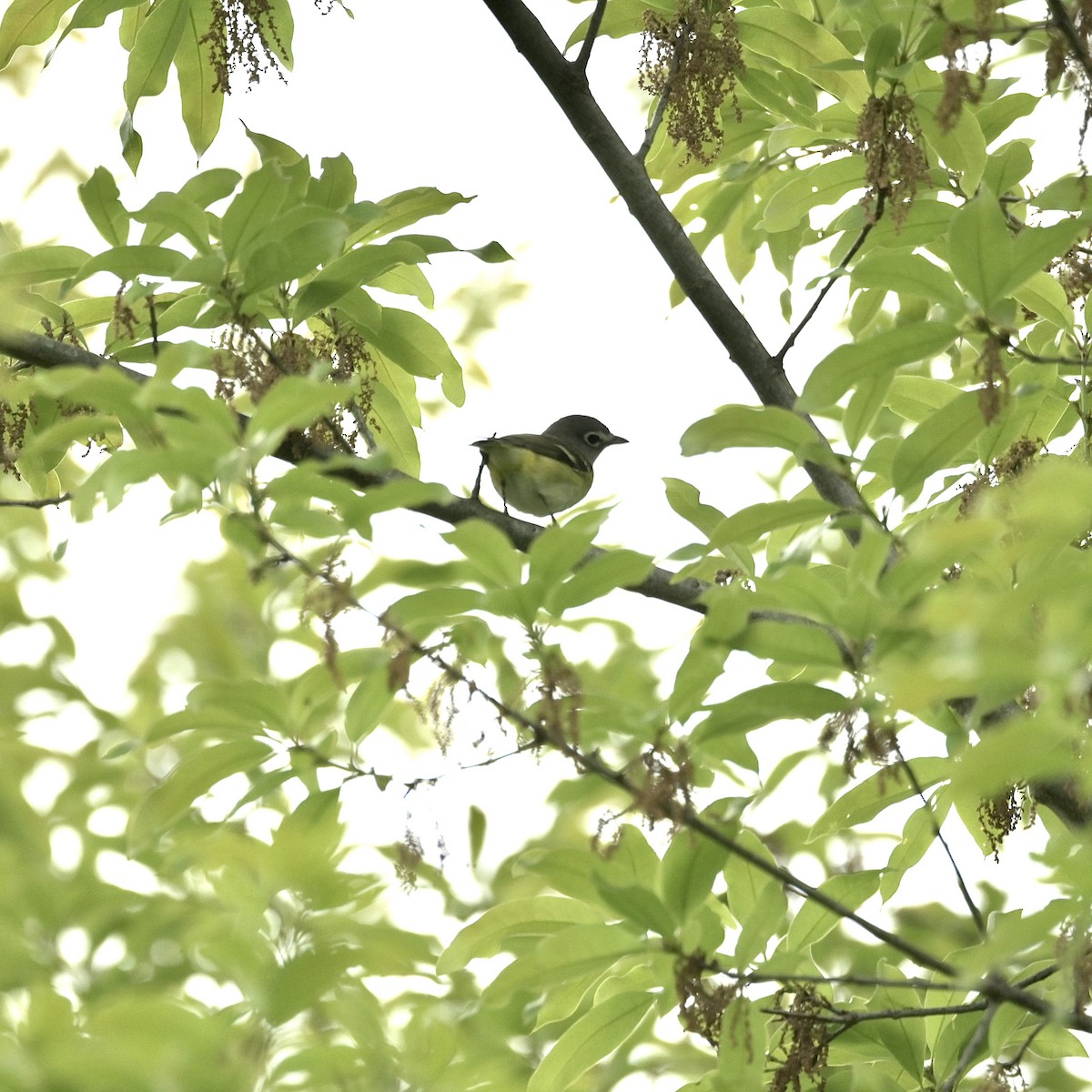 Blue-headed Vireo - ML635797213