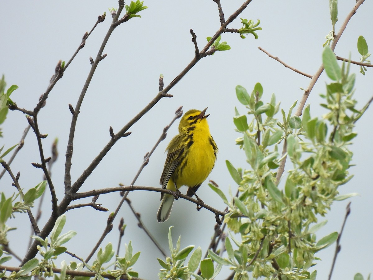 Prairie Warbler - Noah Harley