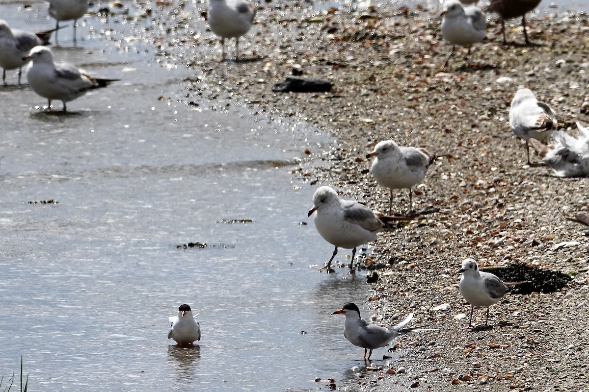 Bonaparte's Gull - ML635797389