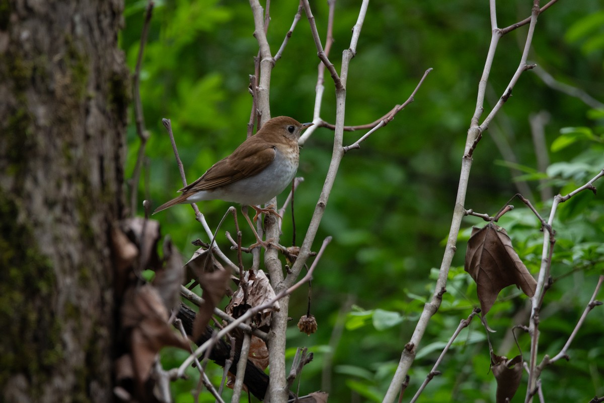 Veery - ML635797390