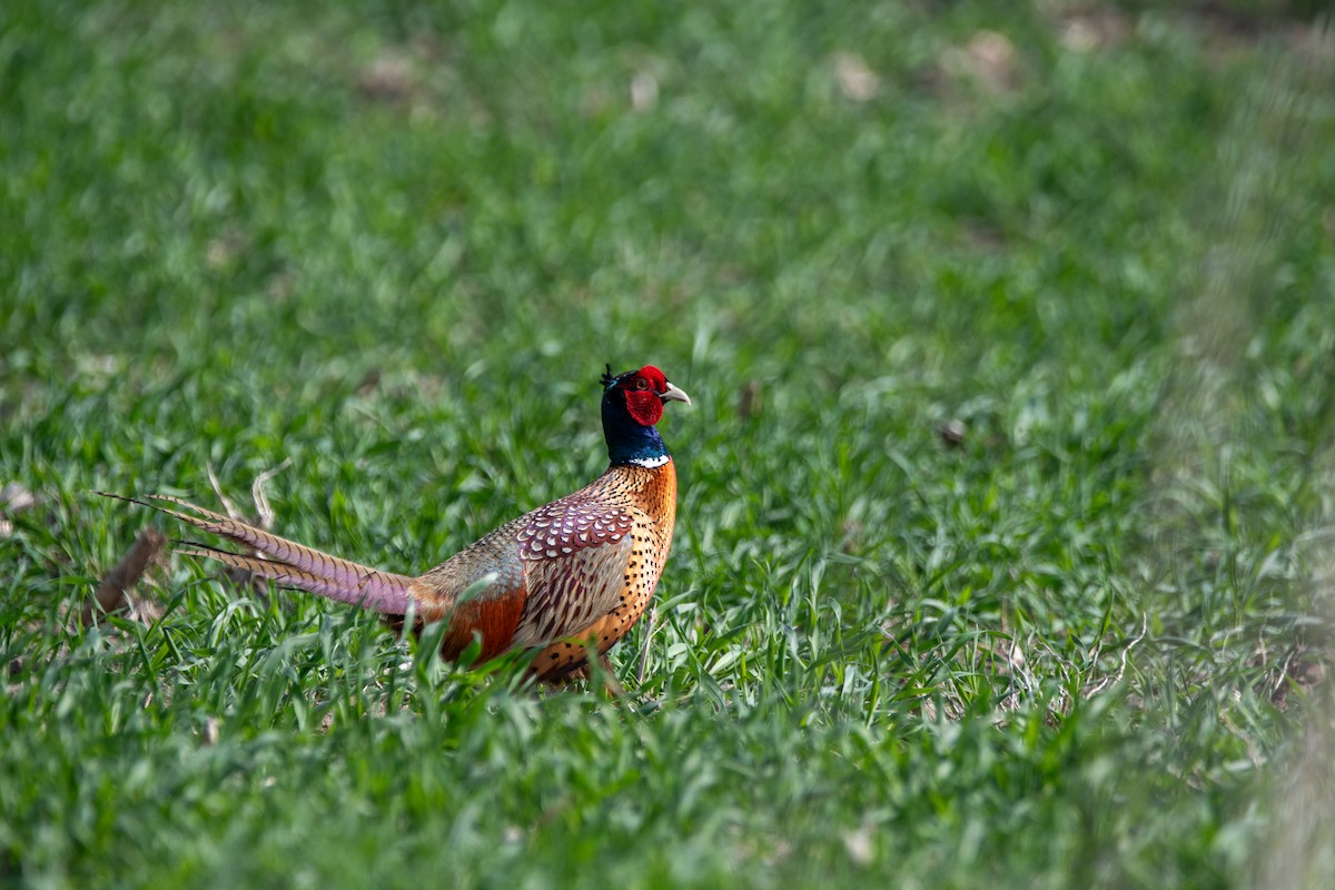 Ring-necked Pheasant - ML635797467