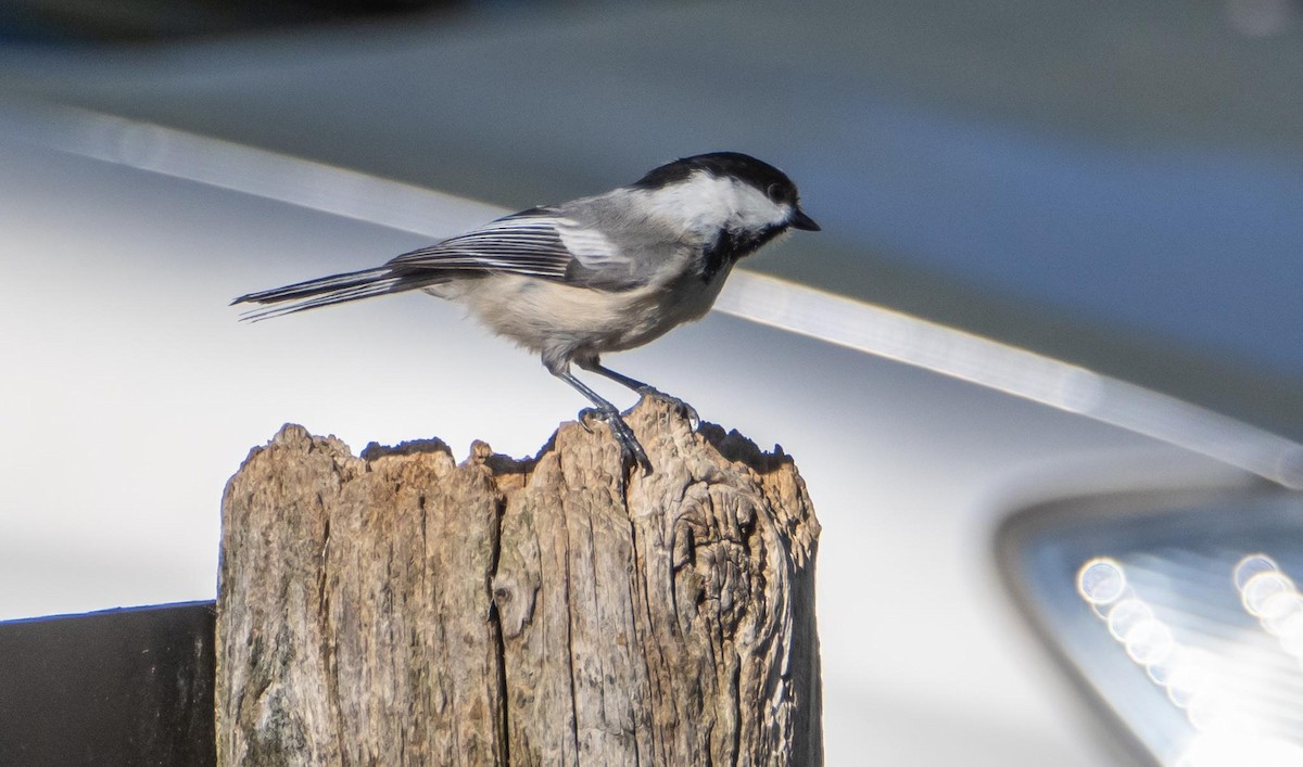 Black-capped Chickadee - ML635797468