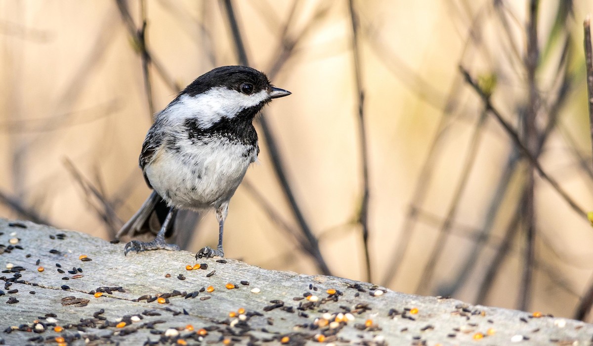 Black-capped Chickadee - ML635797469