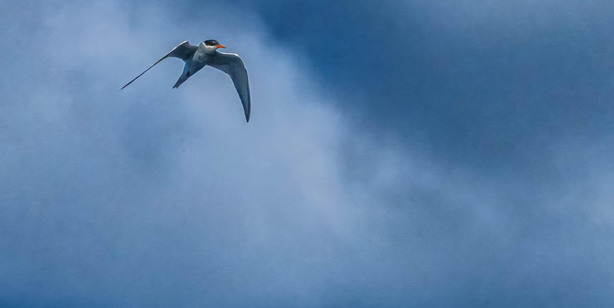 Black-fronted Tern - ML635797474