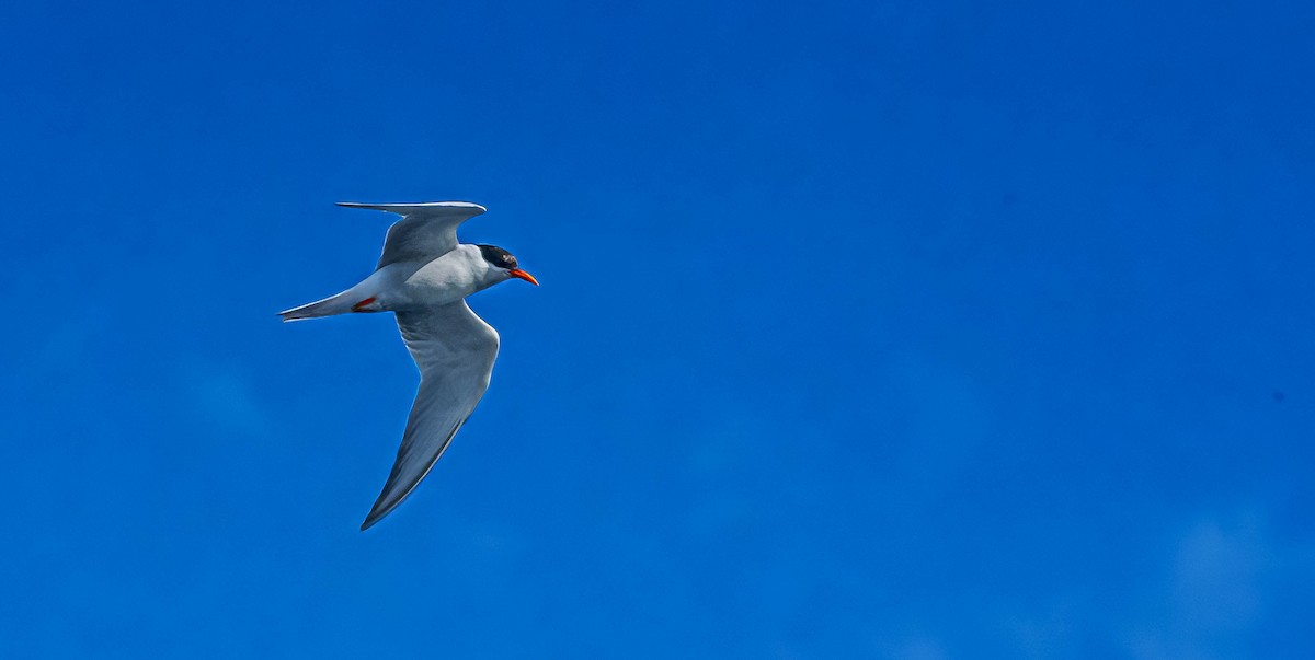 Black-fronted Tern - ML635797476