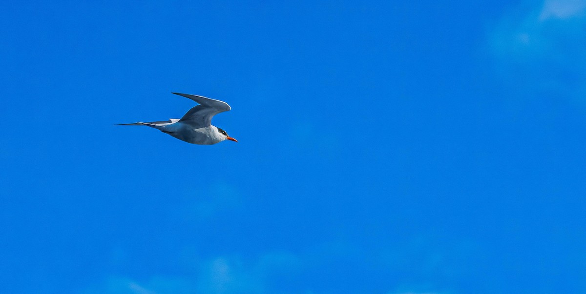 Black-fronted Tern - ML635797477