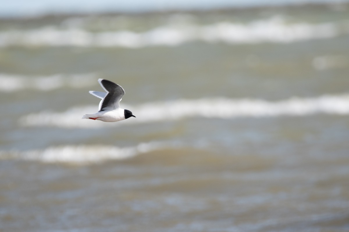 Little Gull - ML635797479