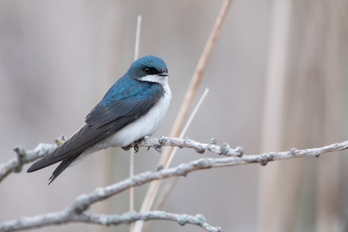 Tree Swallow - ML635797522