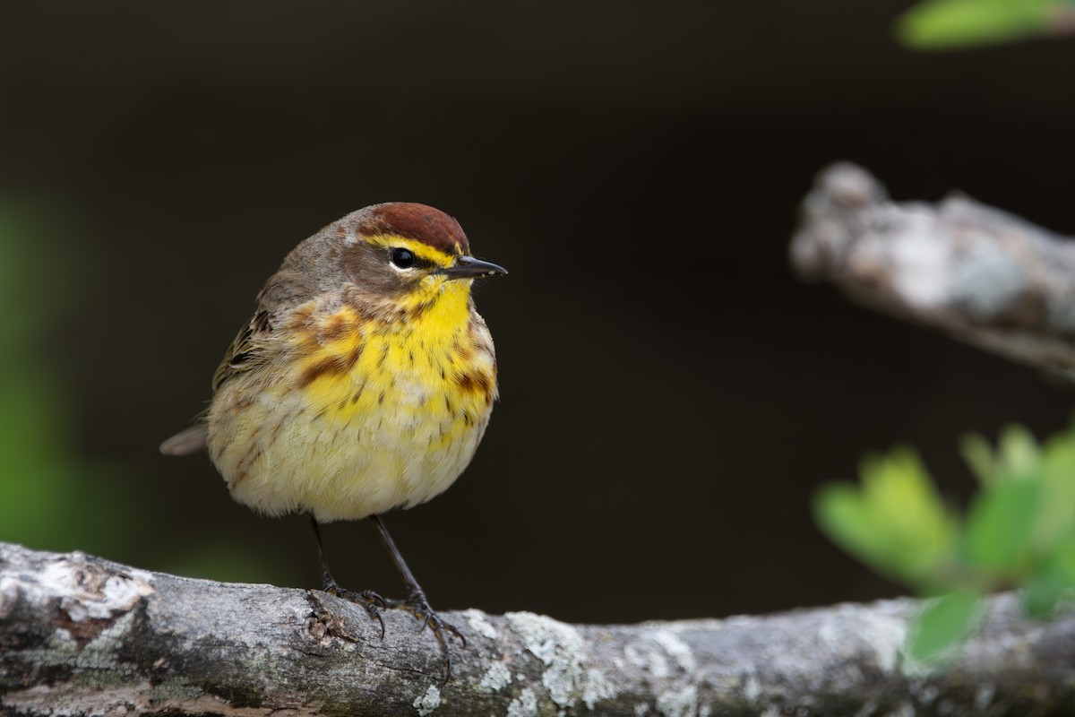 Palm Warbler - ML635797565