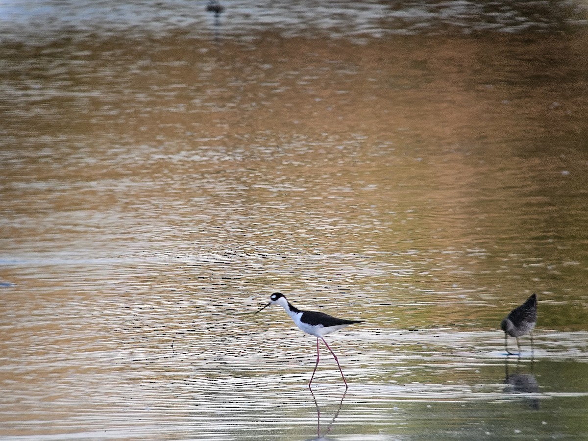 Black-necked Stilt (Black-necked) - ML635797737