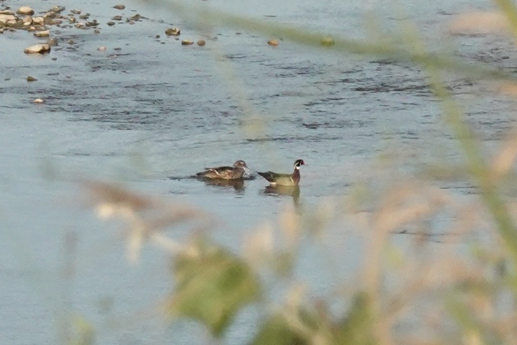 Wood Duck - ML635797746