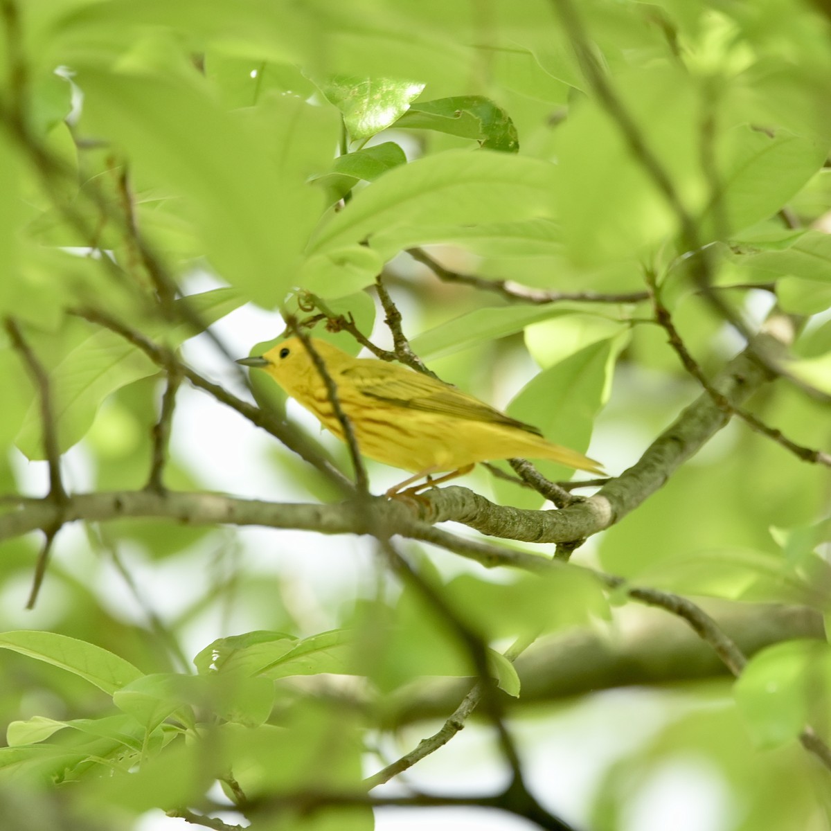 Yellow Warbler - ML635797769