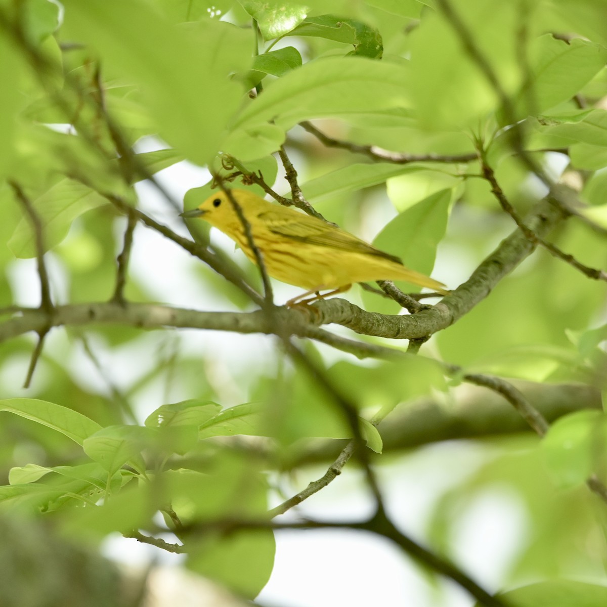 Yellow Warbler - ML635797770
