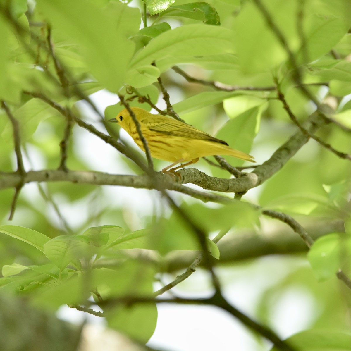 Yellow Warbler - ML635797771