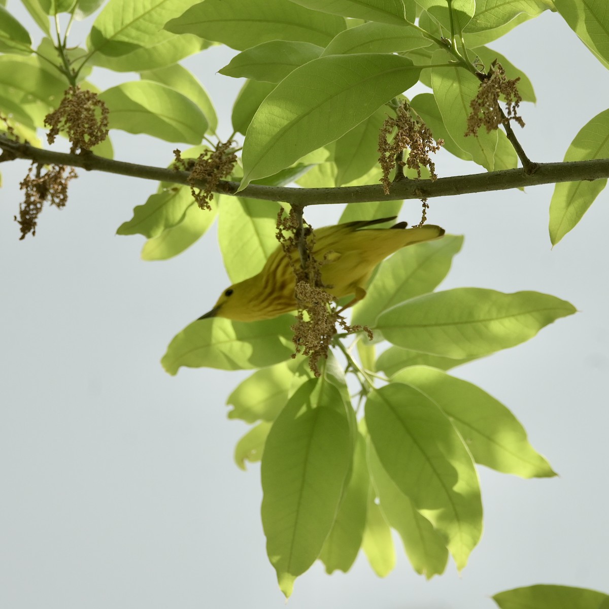 Yellow Warbler - ML635797795