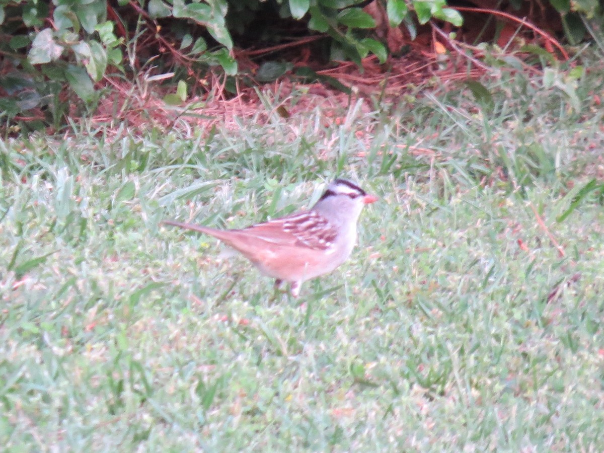 White-crowned Sparrow - ML635797851