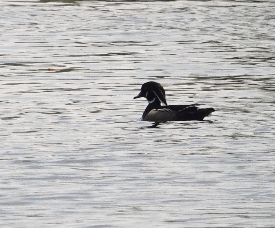 Wood Duck - ML635797894