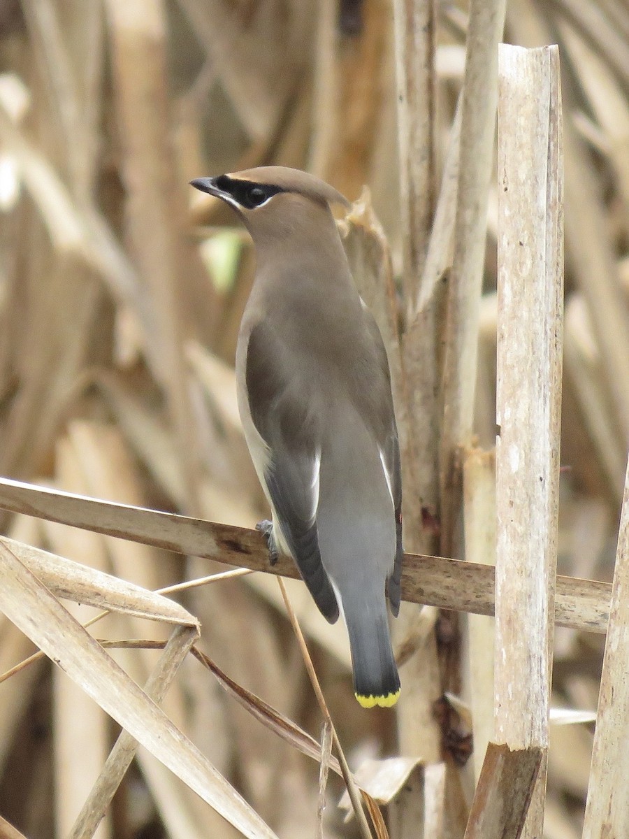 Cedar Waxwing - ML635797934
