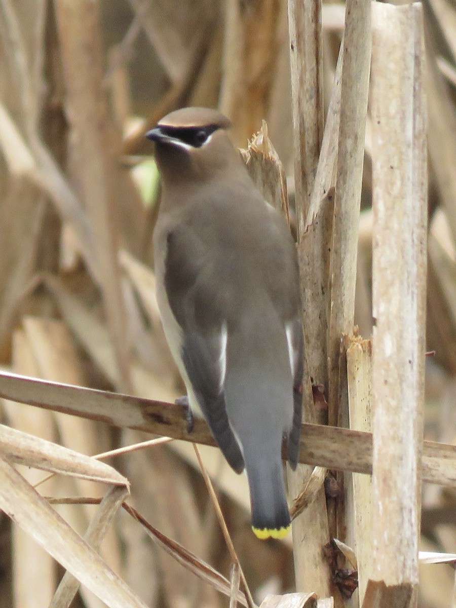 Cedar Waxwing - ML635797935