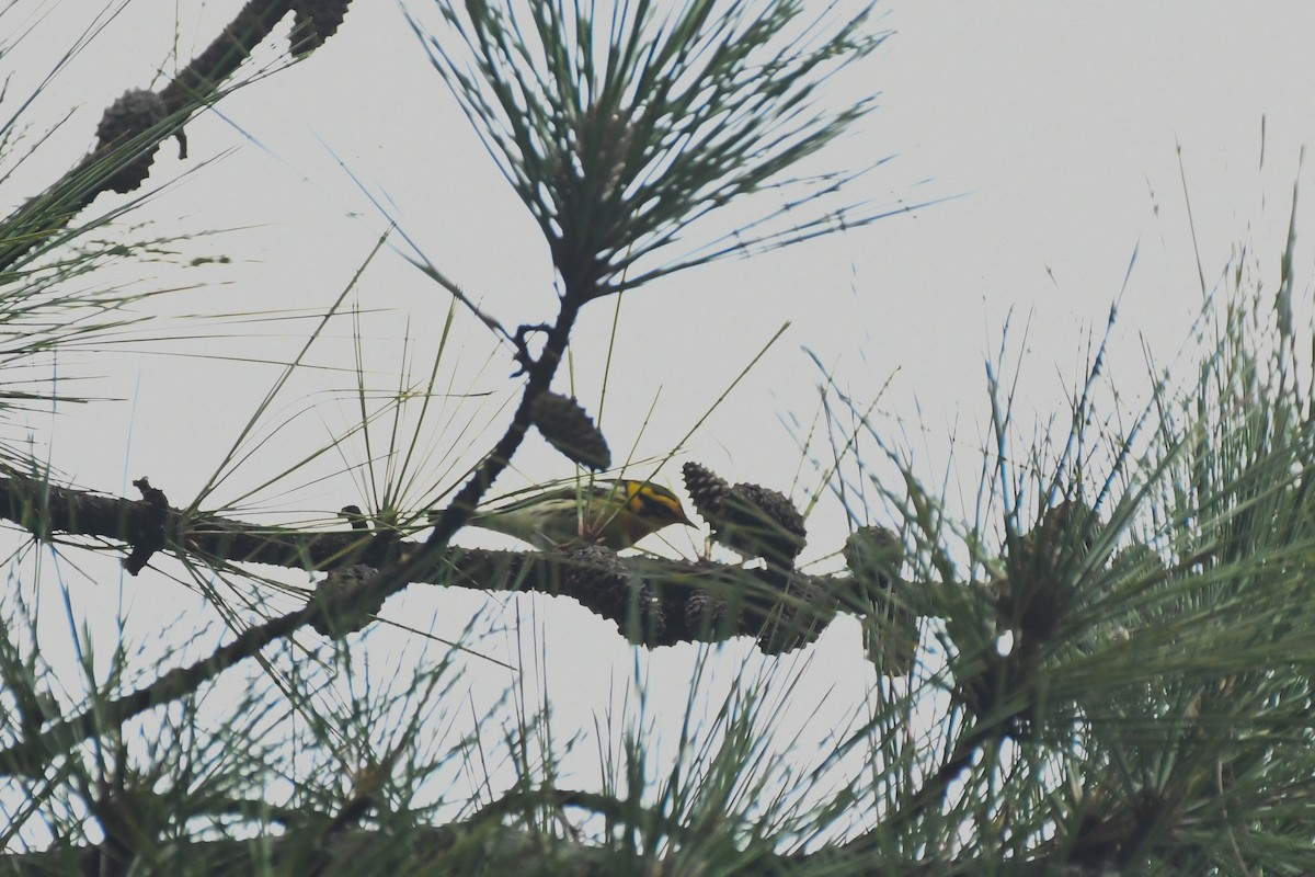 Blackburnian Warbler - ML635797937