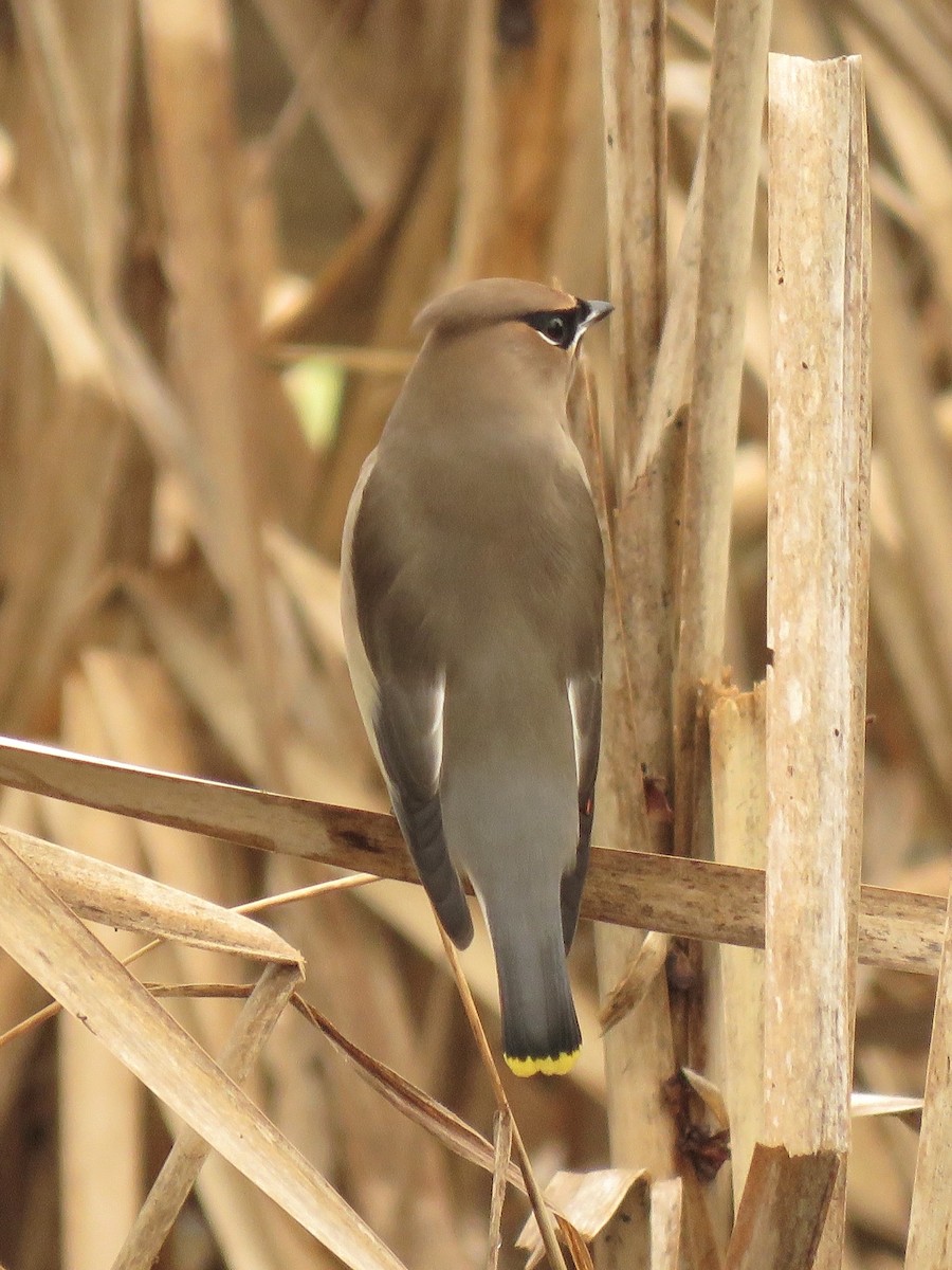 Cedar Waxwing - ML635797940