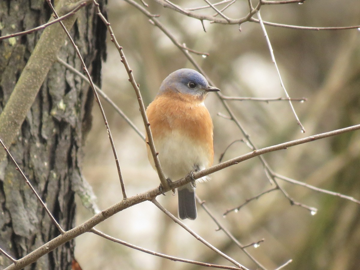 Eastern Bluebird - ML635797956