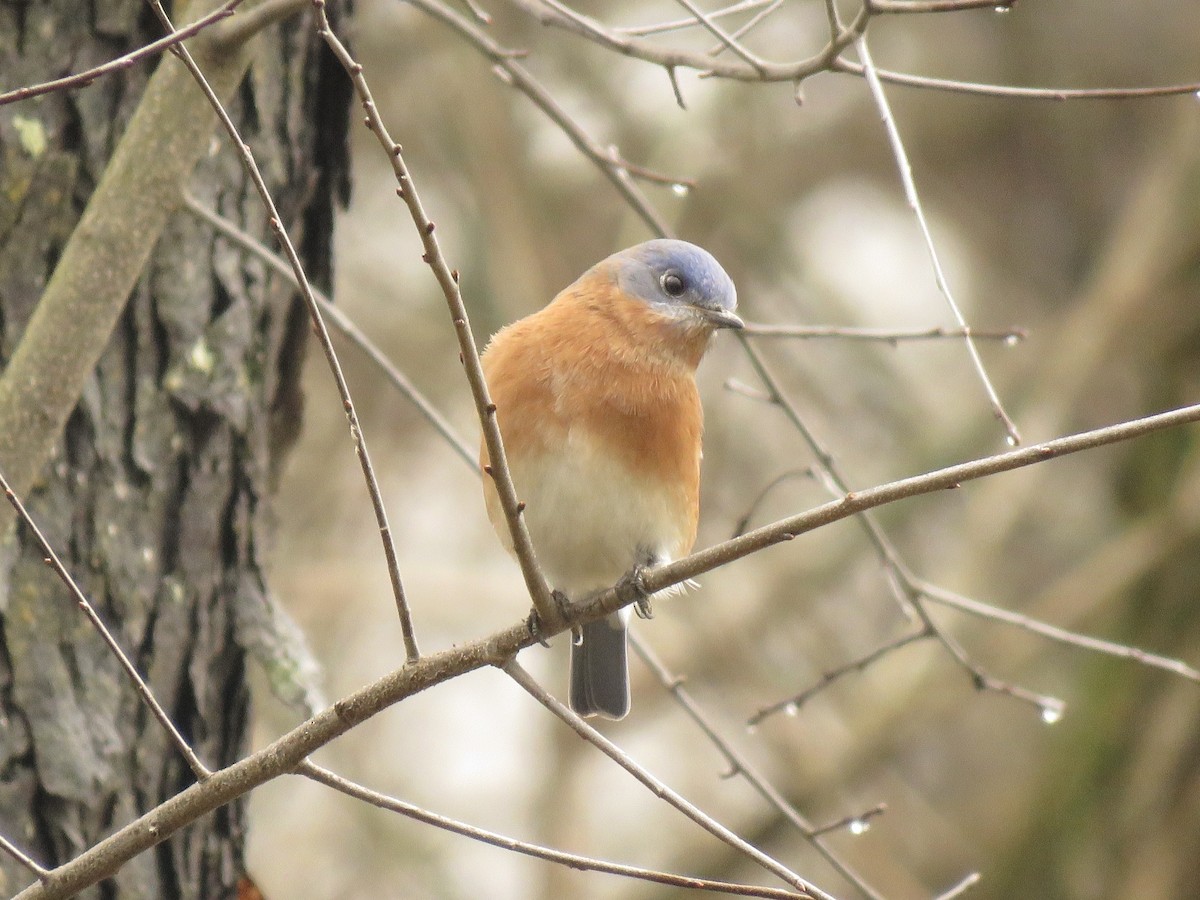 Eastern Bluebird - ML635797957