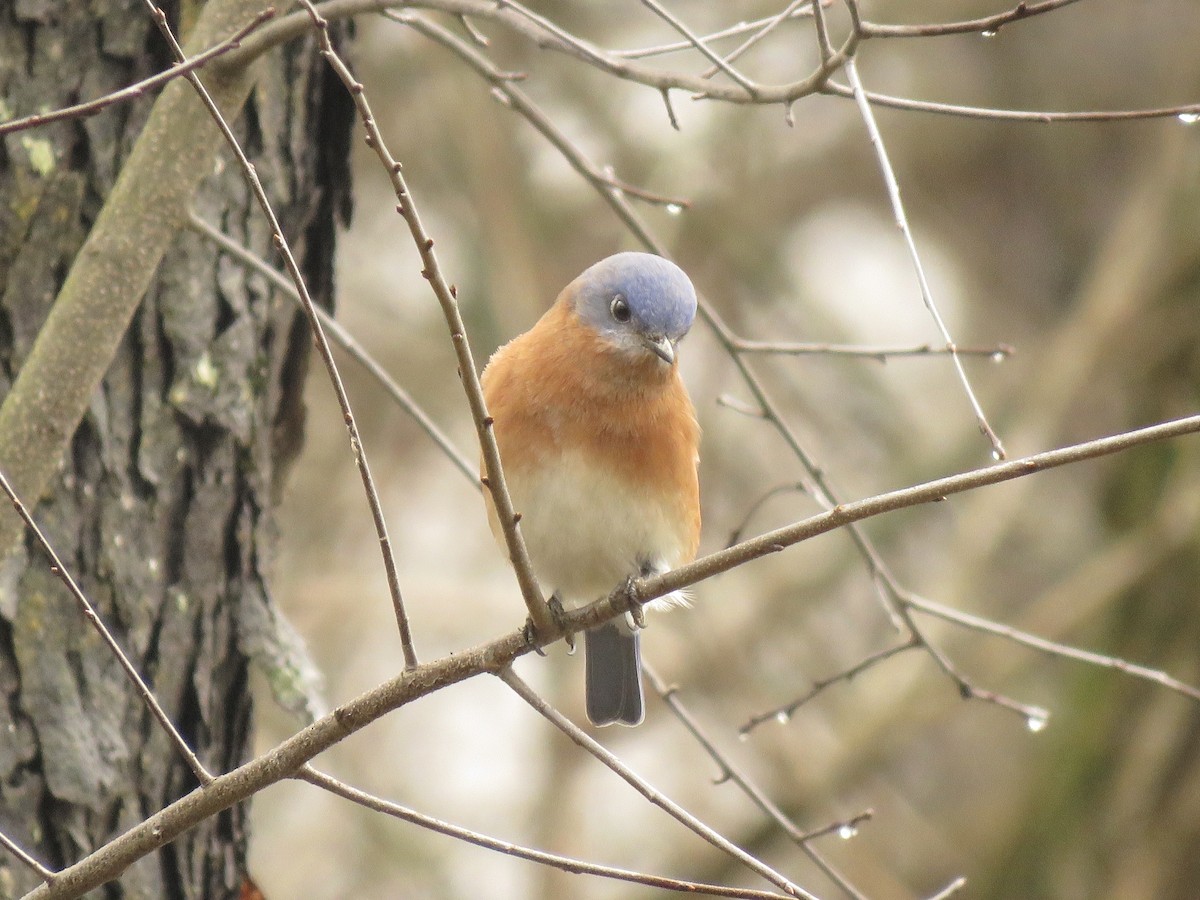 Eastern Bluebird - ML635797958