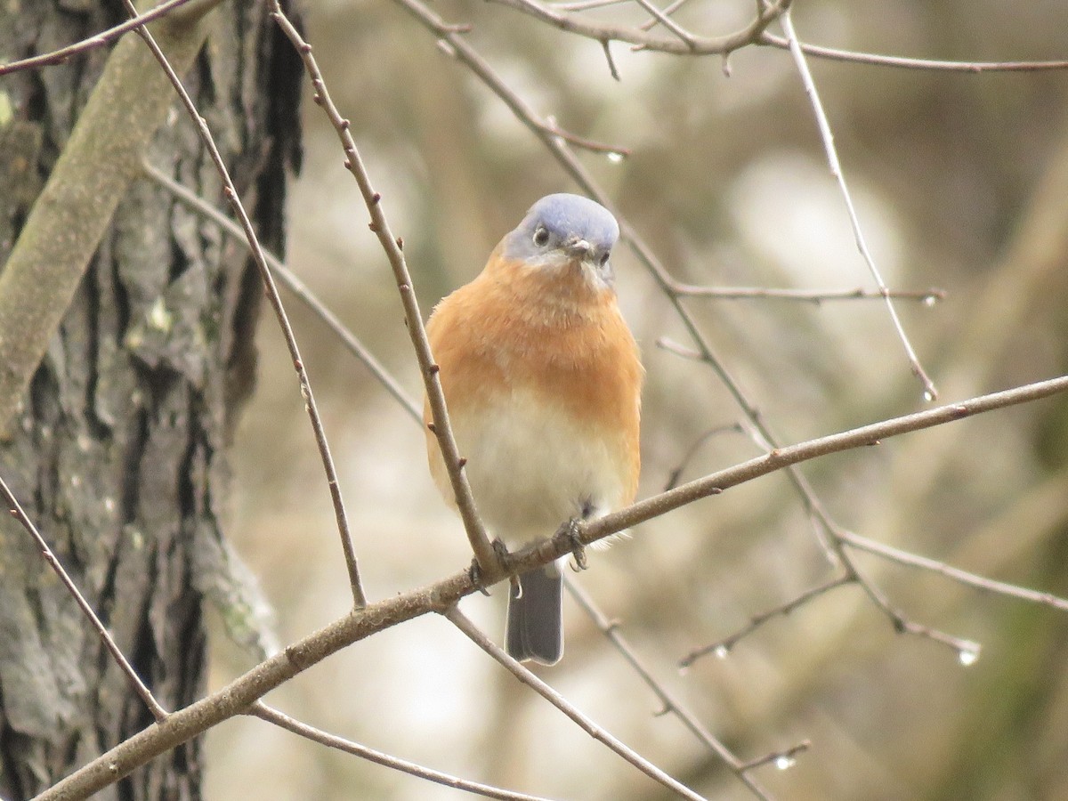 Eastern Bluebird - ML635797959