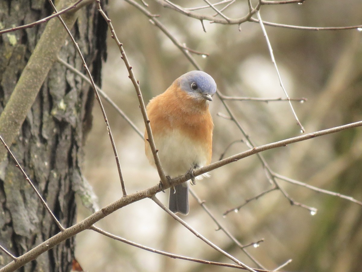 Eastern Bluebird - ML635797960