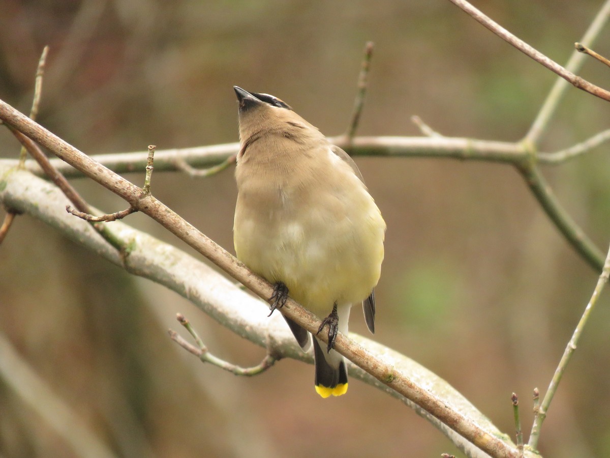 Cedar Waxwing - ML635797969
