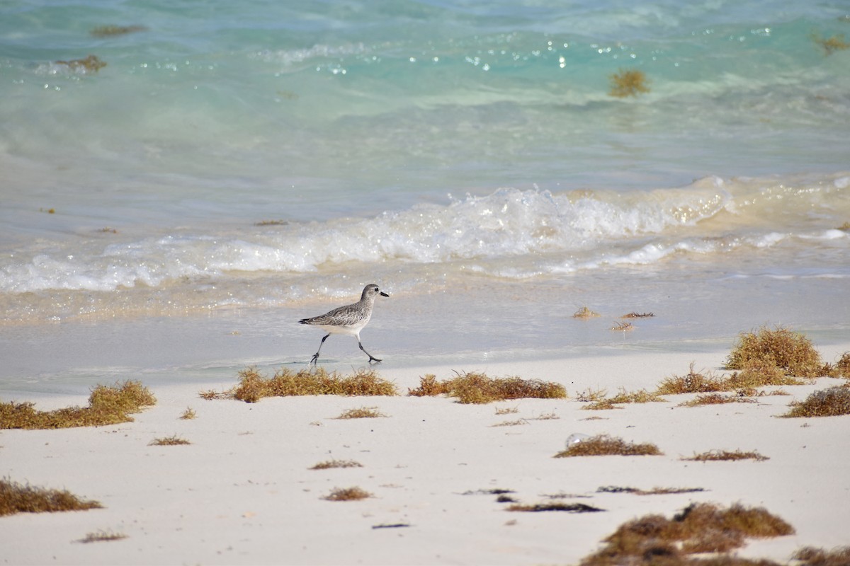 Black-bellied Plover - ML635798010