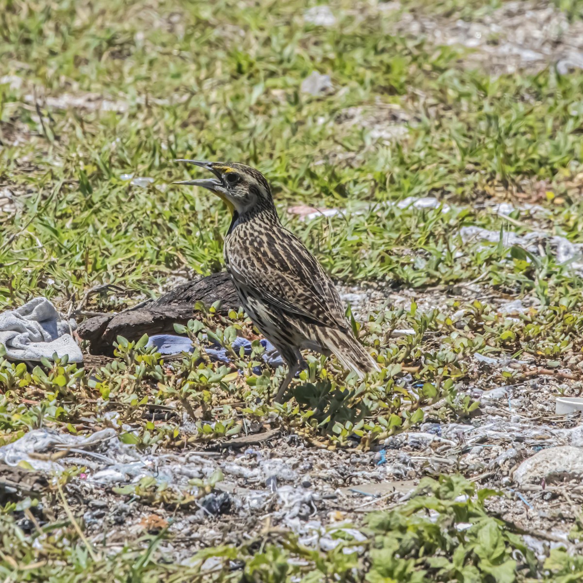 Eastern Meadowlark (Cuban) - ML635798015