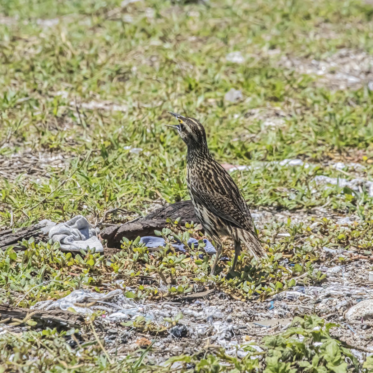 Eastern Meadowlark (Cuban) - ML635798016