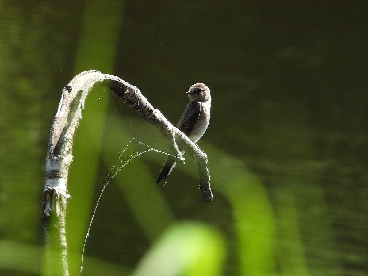Northern Rough-winged Swallow - ML635798086