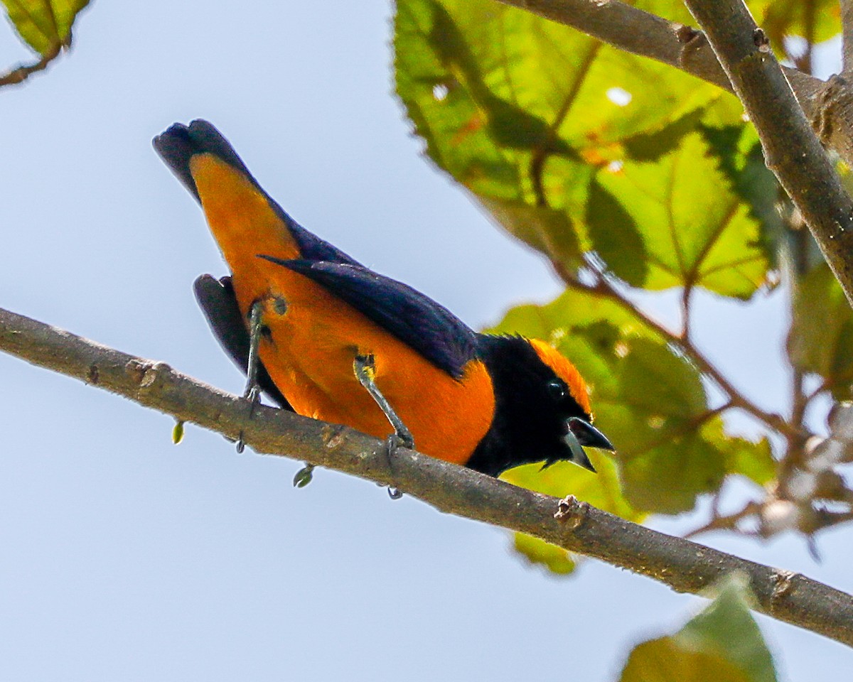 Orange-crowned Euphonia - ML635798089