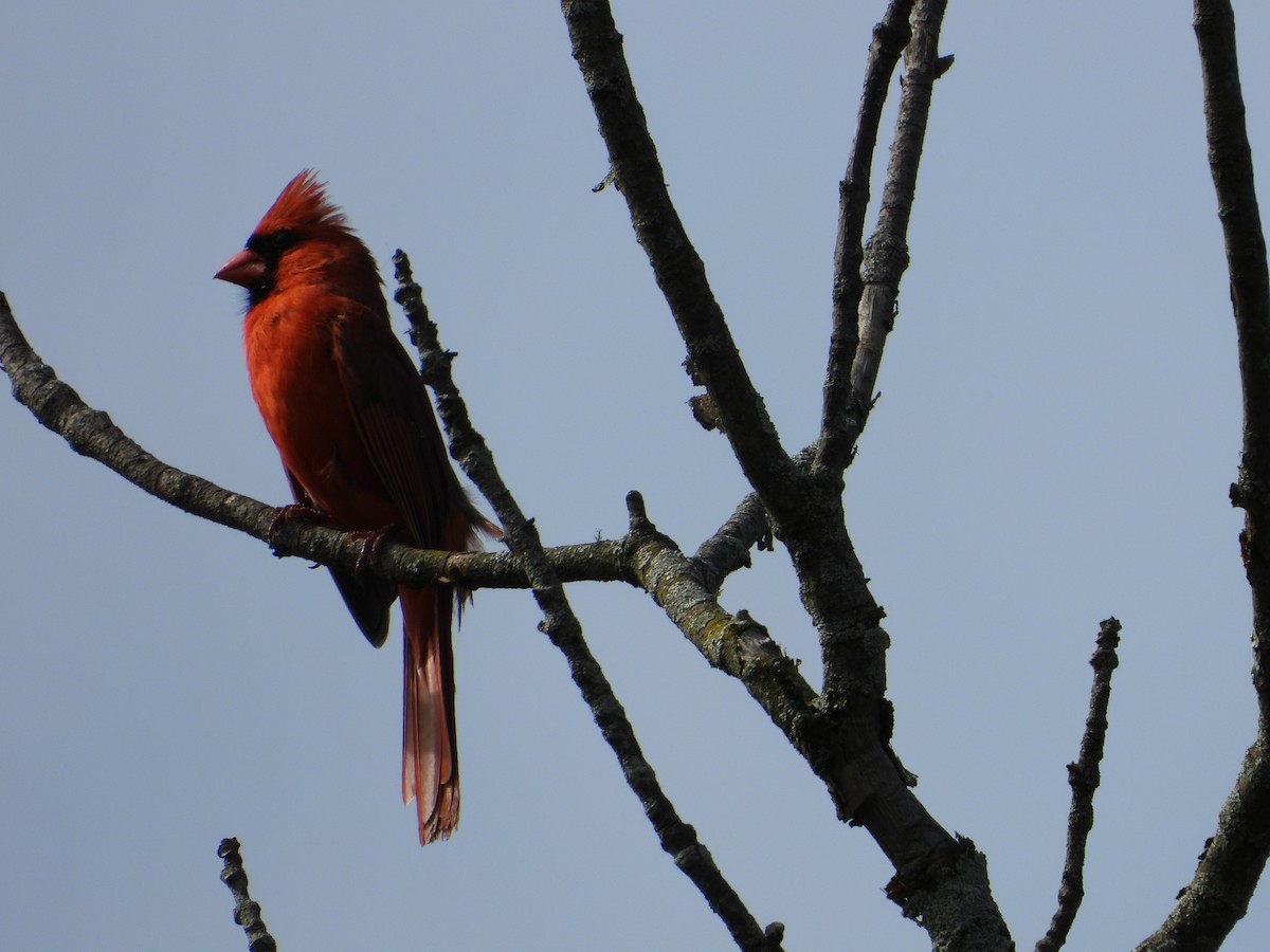 Northern Cardinal - ML635798204