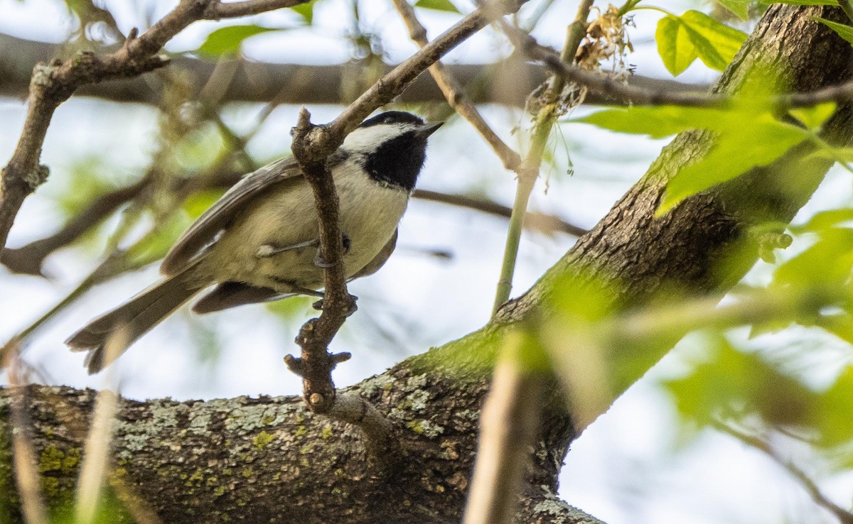 Black-capped Chickadee - ML635798401
