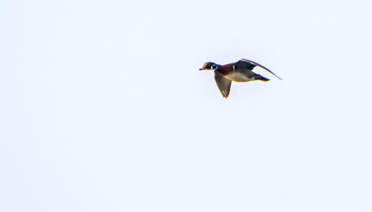 Wood Duck - ML635798498