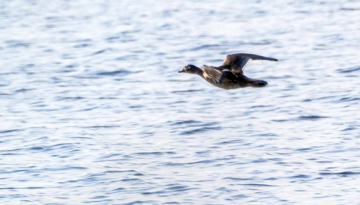 Wood Duck - ML635798499