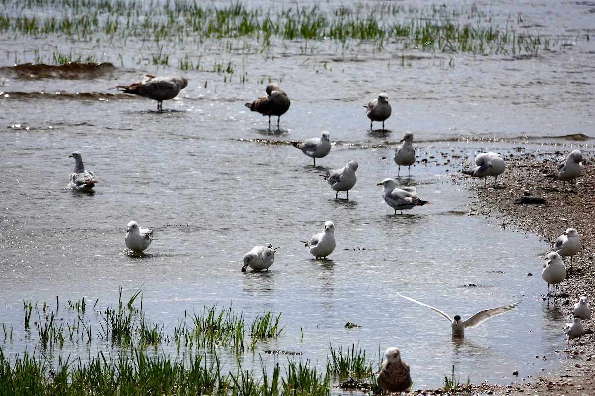 Ring-billed Gull - ML635798509
