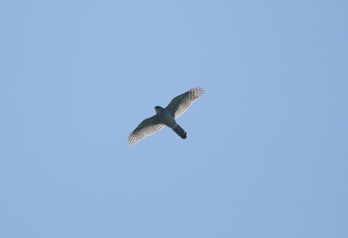 Cooper's Hawk - ML635798692