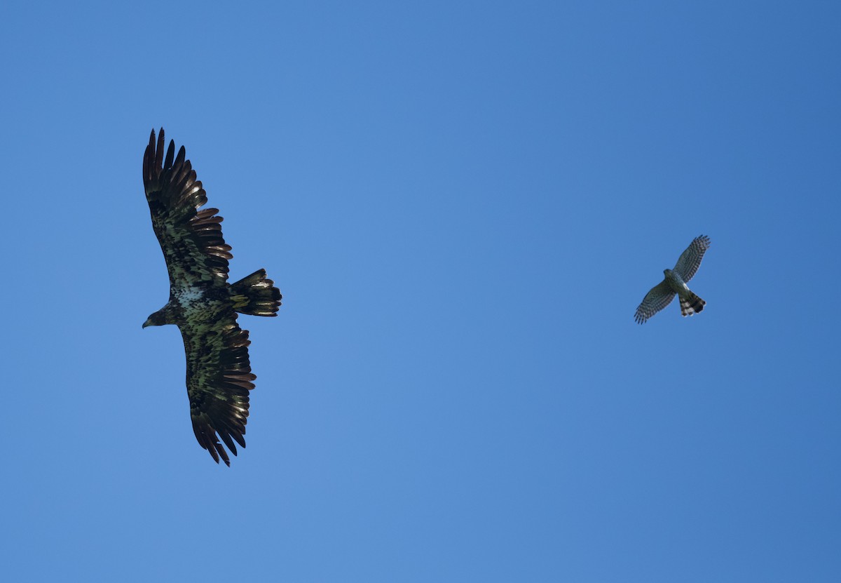 Cooper's Hawk - ML635798738