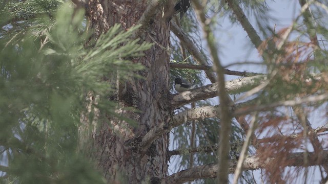 Black-throated Blue Warbler - ML635798774
