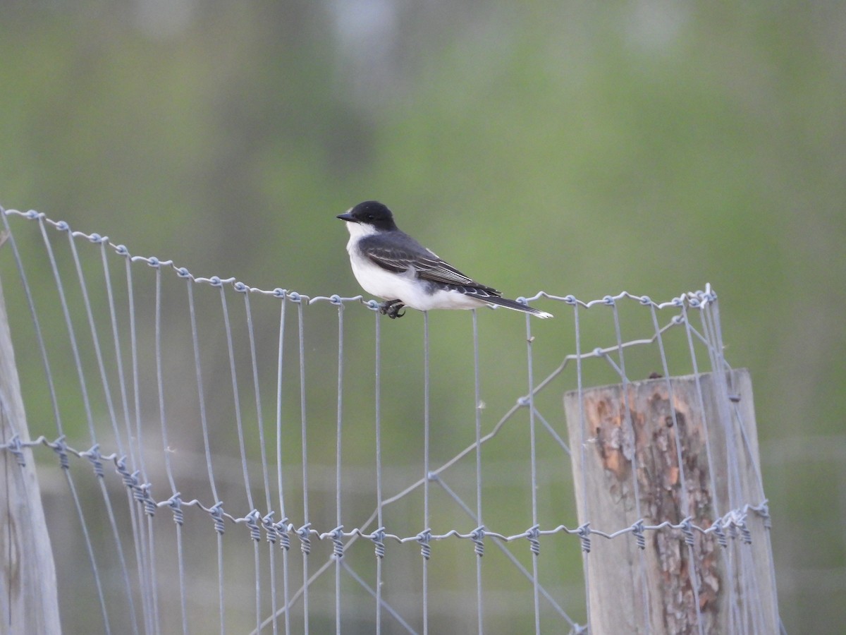 Eastern Kingbird - ML635798829